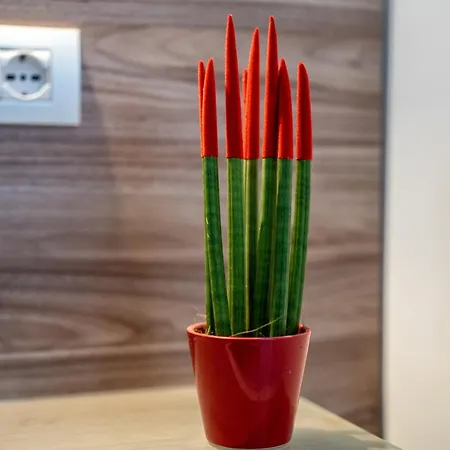 Casa Don Mimi Apartment